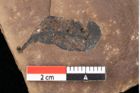 Foto (Detailsansicht) von Quercus palaeoilex Ettingshausen (NHMW-GEO-2024-0188-0802)